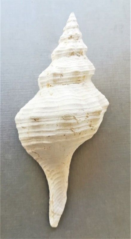 Triplofusus giganteum (Gasterópodo)