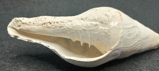 Turbinella regina