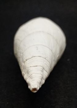 Turbinella regina