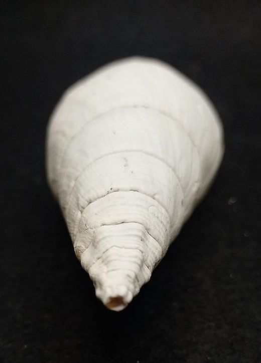 Turbinella regina