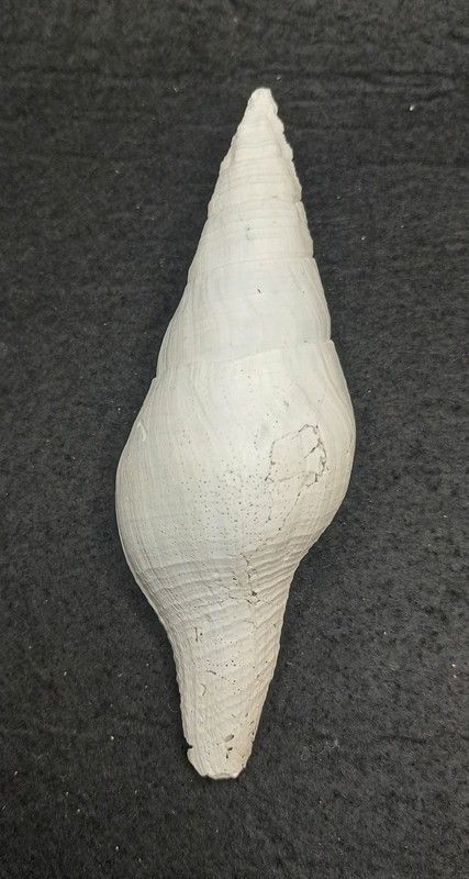 Turbinella regina