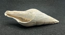 Turbinella regina