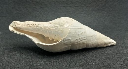 Turbinella regina