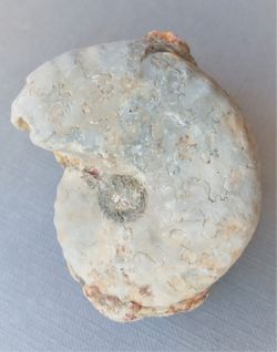 Vascoceras (Ammonite)