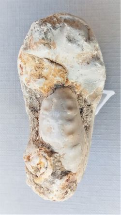 Vascoceras (Ammonite)