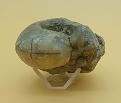 Vascoceras (Ammonites con dibujo de suturas)