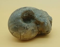 Vascoceras (Ammonites con dibujo de suturas)