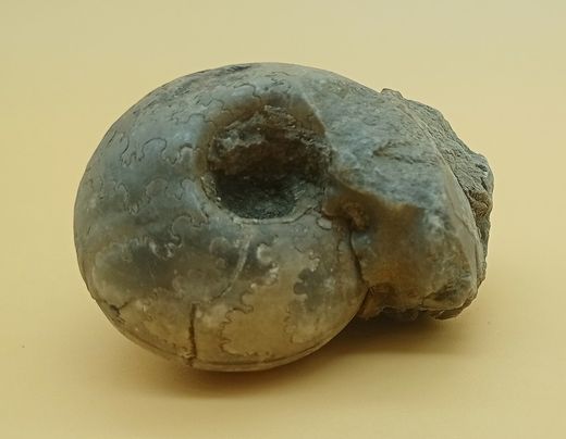 Vascoceras (Ammonites con dibujo de suturas)