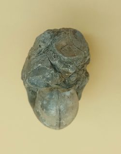 Vascoceras (Ammonites con dibujo de suturas)