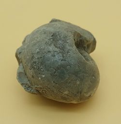 Vascoceras (Ammonites con dibujo de suturas)