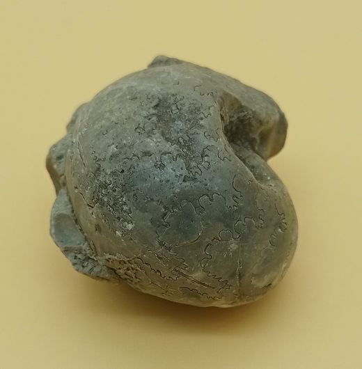 Vascoceras (Ammonites con dibujo de suturas)