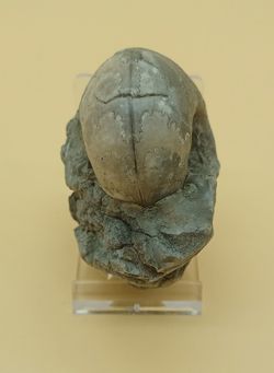 Vascoceras (Ammonites con dibujo de suturas)
