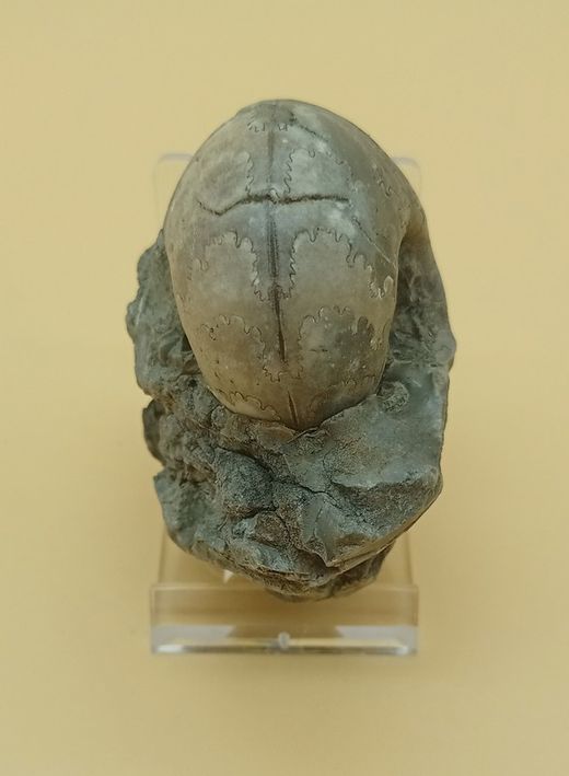 Vascoceras (Ammonites con dibujo de suturas)