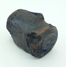 Vertebra de Cetáceo