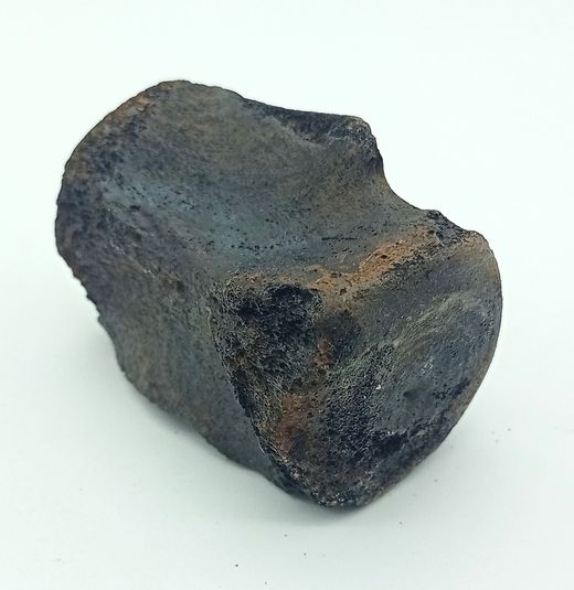 Vertebra de Cetáceo