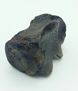 Vertebra de Cetáceo