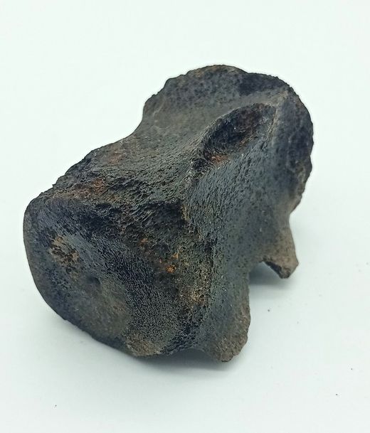 Vertebra de Cetáceo