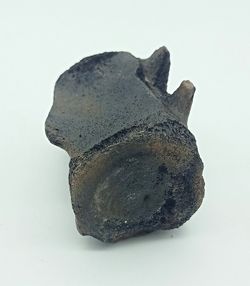 Vertebra de Cetáceo