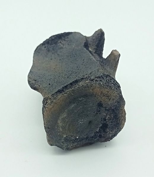 Vertebra de Cetáceo