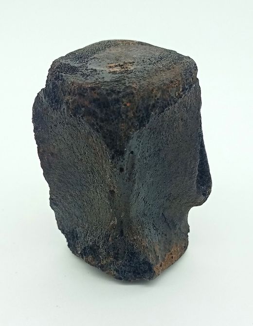 Vertebra de Cetáceo