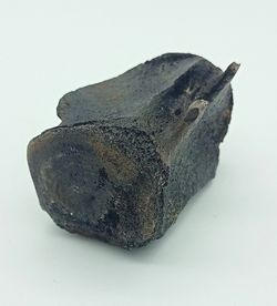 Vertebra de Cetáceo