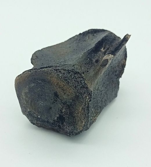 Vertebra de Cetáceo