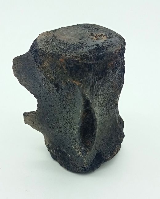 Vertebra de Cetáceo