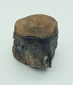 Vértebra de Cetáceo - ejemplar individual