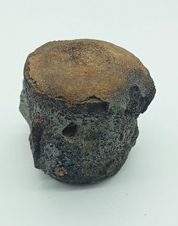 Vértebra de Cetáceo - ejemplar individual