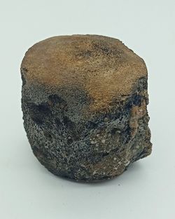 Vértebra de Cetáceo - ejemplar individual