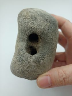 Vértebra de Cetáceo - ejemplar individual