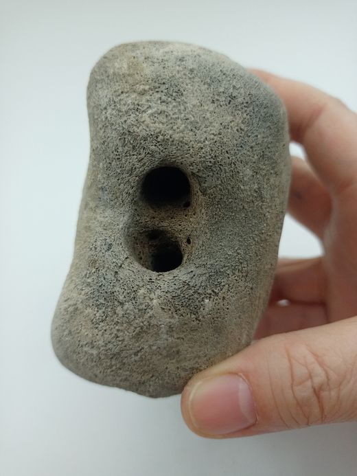 Vértebra de Cetáceo - ejemplar individual