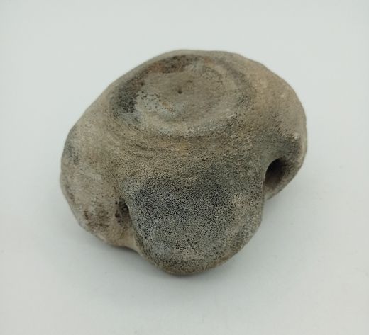 Vértebra de Cetáceo - ejemplar individual