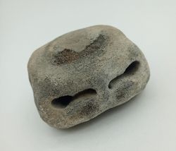 Vértebra de Cetáceo - ejemplar individual