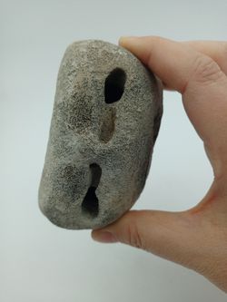 Vértebra de Cetáceo - ejemplar individual