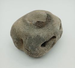 Vértebra de Cetáceo - ejemplar individual