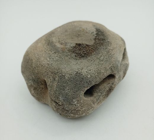 Vértebra de Cetáceo - ejemplar individual