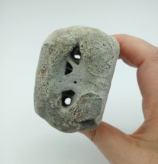 Vertebra de Cetáceo - pieza individual