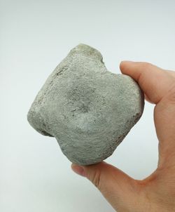 Vertebra de Cetáceo - pieza individual