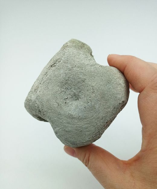 Vertebra de Cetáceo - pieza individual