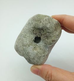 Vertebra de Cetáceo - pieza individual