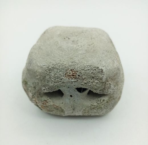Vertebra de Cetáceo - pieza individual
