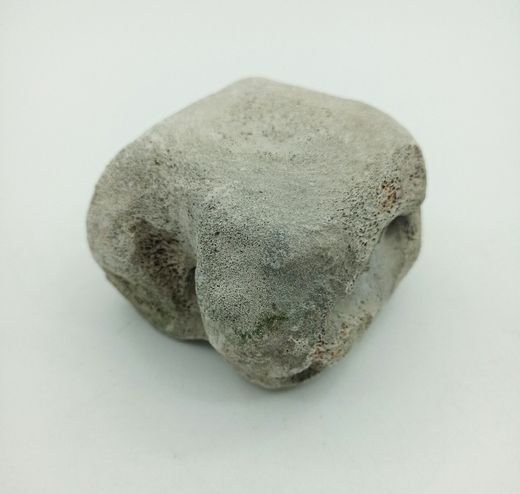 Vertebra de Cetáceo - pieza individual