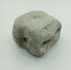 Vertebra de Cetáceo - pieza individual