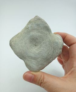 Vertebra de Cetáceo - pieza individual