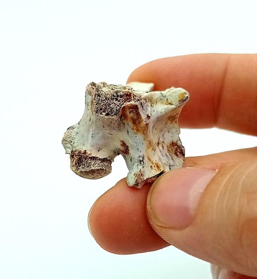Vertebra de serpiente de mar - Paleophis sp.