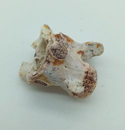 Vertebra de serpiente de mar - Paleophis sp.