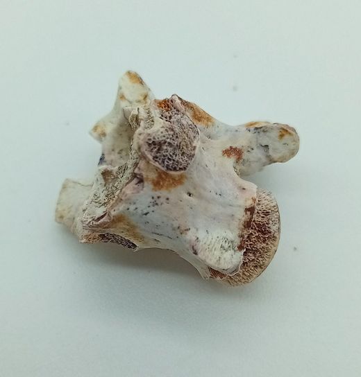 Vertebra de serpiente de mar - Paleophis sp.