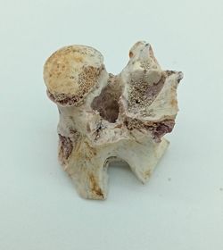 Vertebra de serpiente de mar - Paleophis sp.