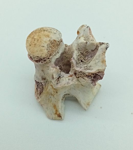 Vertebra de serpiente de mar - Paleophis sp.